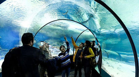  در تونل آکواریوم اصفهان، 350 گونه از زیباترین و نادرترین ماهی های پنج قاره جهان وجود دارد