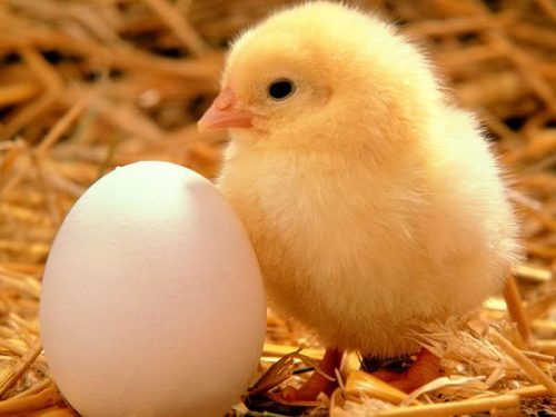 تولید تخم مرغ نطفه دار بازاری بزرگ با بازدهی عالی