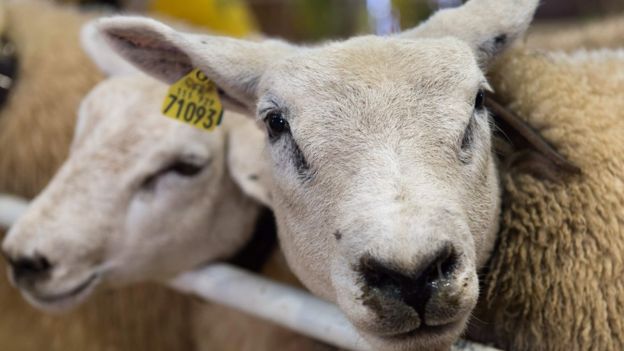 گوسفند می‌تواند افراد آشنا را از روی عکس تشخیص ‌دهد