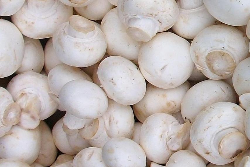 قارچ‌ها بیشترین مواد ضد پیری و آنتی‌اکسیدان را دارند