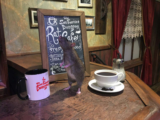 کافه ای پر از موش های فاضلاب